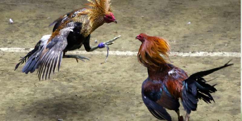 Các Bước Chuẩn Bị Cho Trận Đá Gà Cựa Sắt