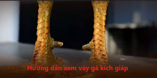Giới thiệu về vảy gà chọi và vai trò của nó
